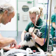 Veterinary pharmaceutical packaging challenges: Unlike in the human health sector, sometimes the end user, while qualified to gi