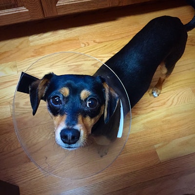 dog with a cone of shame