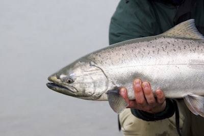 Agency announces genetically engineered salmon is safe, drawing a CFS lawsuit. Salmon will be regulated under new animal drug provisions. GE products also have labeling implications.