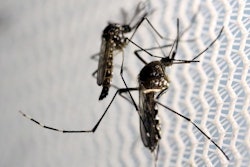 Mosquitos are carriers of the Zika virus / Photo: Reuters
