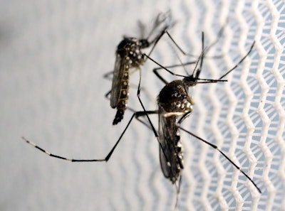 Mosquitos are carriers of the Zika virus / Photo: Reuters