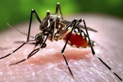 Mosquito transmit Zika virus. / Photo: www.bbc.com