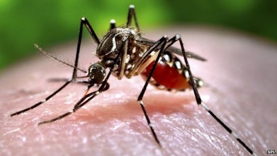 Mosquito transmit Zika virus. / Photo: www.bbc.com