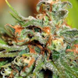 Cannabis Plant