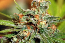 Cannabis Plant / Photo: GW Pharmaceuticals