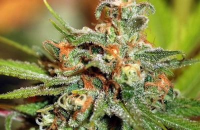 Cannabis Plant / Photo: GW Pharmaceuticals