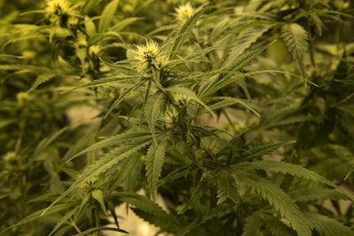 Medical marijuana at a growing operation in Washington, DC. / Photo: Washington Post