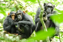 Chimps in the wild / Image: USAID Africa Bureau