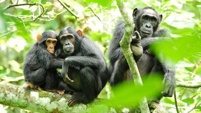 Chimps in the wild / Image: USAID Africa Bureau