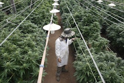Marijuana plantation in northern Israel / Image: Reuters
