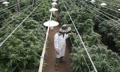 Marijuana plantation in northern Israel / Image: Reuters