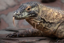 Komodo Dragon / Image: VICE