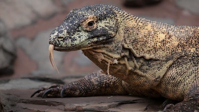 Komodo Dragon / Image: VICE