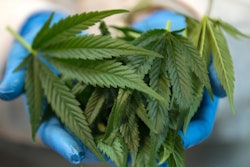 Marijuana Leaves / Image: Getty