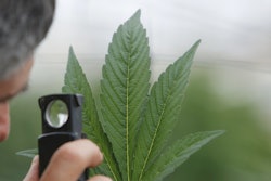 A man inspects a cannabis leaf for no apparent reason. / Image: Flickr