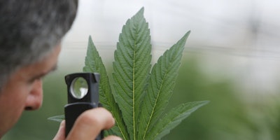A man inspects a cannabis leaf for no apparent reason. / Image: Flickr
