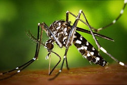 Zika is spread by mosquitos. / Image: AP