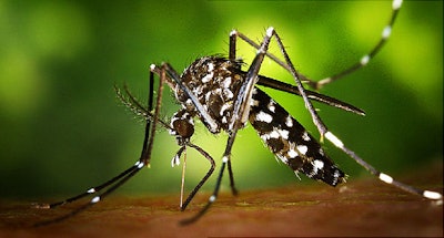 Zika is spread by mosquitos. / Image: AP