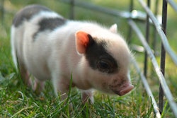 The adorable source of pig cells. / Image: Hobby Farms