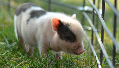 The adorable source of pig cells. / Image: Hobby Farms