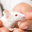 Micro Robots Heal Ulcers in Mice / Image: Getty Images