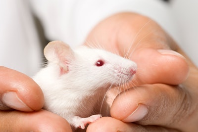 Micro Robots Heal Ulcers in Mice / Image: Getty Images
