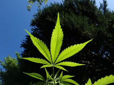 Cannabis Plant / Image: The Next Web