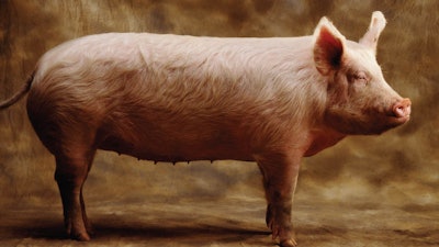 Pigs are ideal for xenotransplantation. / Image: W. W. Norton & Company