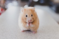 Hamster's no longer have to worry about oral tumors. Image: PETA