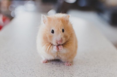 Hamster's no longer have to worry about oral tumors. Image: PETA
