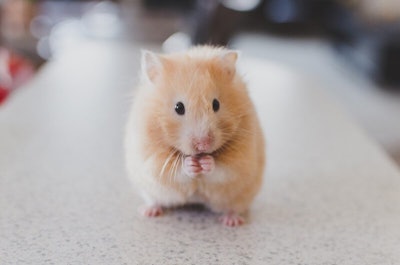 teddy bear hamster brown