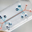 Placenta-On-A-Chip / Image: Harvard University
