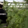 Israeli Pot Farm / Image: AP Photo/Dan Balilty