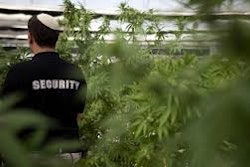 Israeli Pot Farm / Image: AP Photo/Dan Balilty