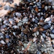Mussels clinging to solid surface / Image: Getty