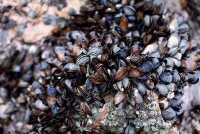 Mussels clinging to solid surface / Image: Getty