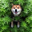 Canine Cannabis / Image: Cannasos