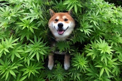 Canine Cannabis / Image: Cannasos
