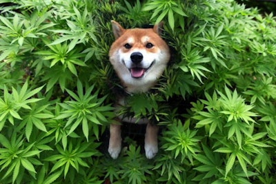 Canine Cannabis / Image: Cannasos