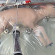 Lamb in an artificial womb. / Image: CNN