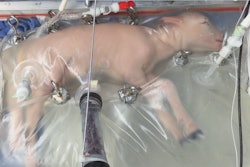 Lamb in an artificial womb. / Image: CNN