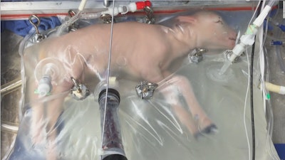 Lamb in an artificial womb. / Image: CNN