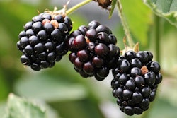 Bramble Fruit or Antibiotic? / Image: Pixabay