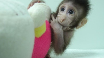 Cloned Long-Tailed Macaque / Image: Qiang Sun