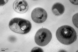 Cells after treatment with the synthetic polymers.