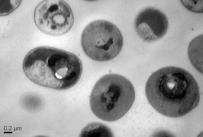 Cells after treatment with the synthetic polymers.