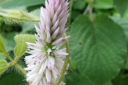 Beautiful wildflower