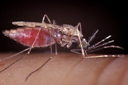 Malaria Carrier / Image: Getty