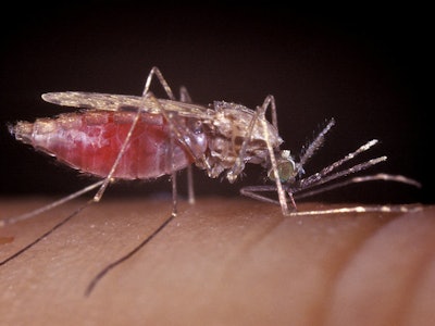 Malaria Carrier / Image: Getty