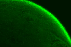 The distribution of chitosan over a mucin drop is shown in flourescence. Image: Thomas Crouzier